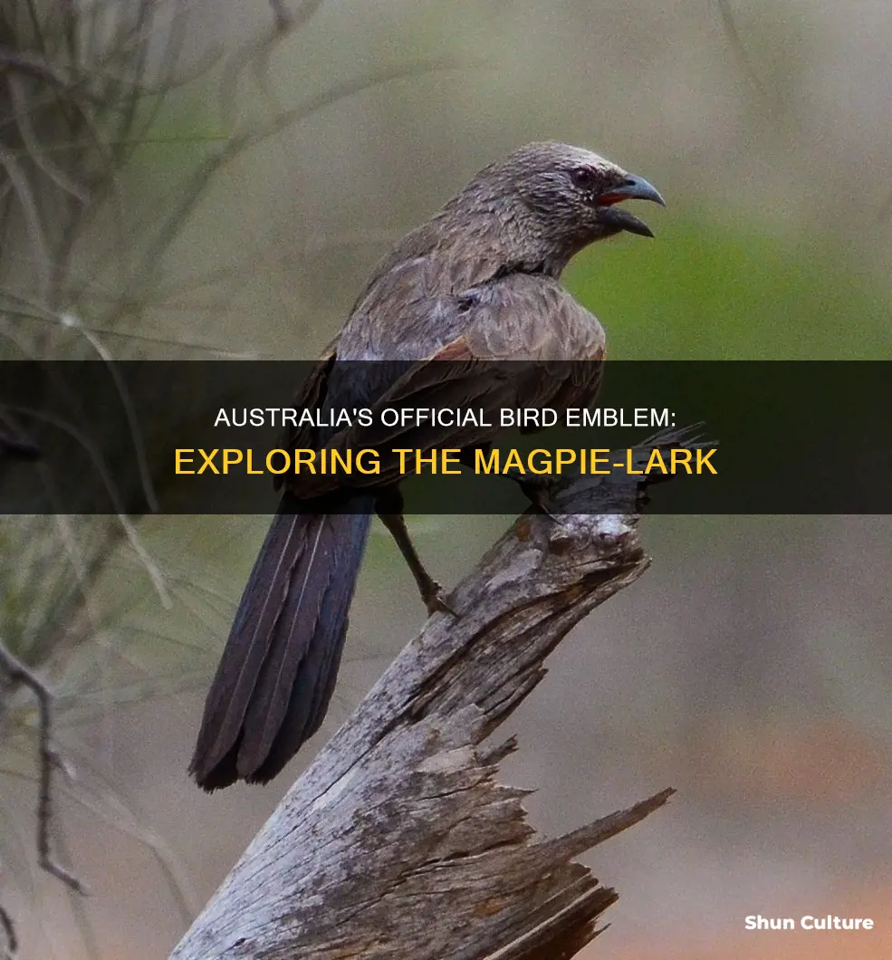 what is the state bird of australia