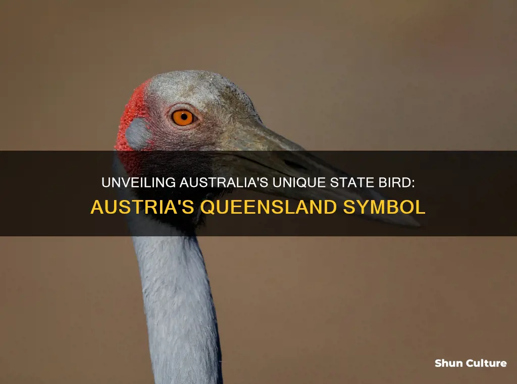 what is the state bird of austria queensland australia