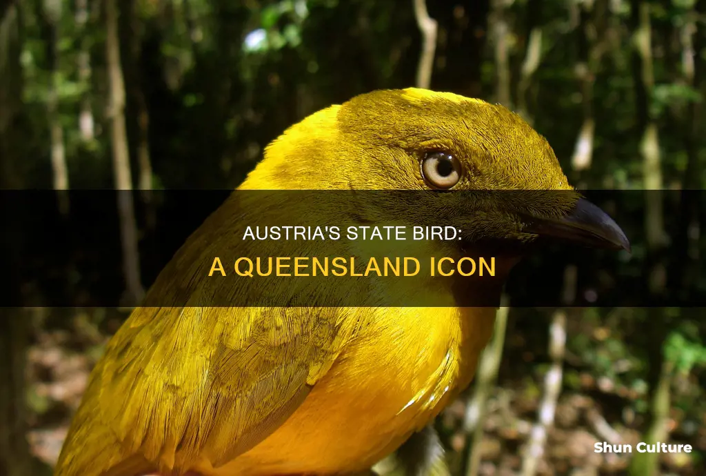 what is the state bird of austria queensland australia