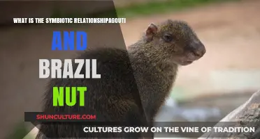 Agouti and Brazil Nut: A Vital Symbiotic Forest Partnership Explained