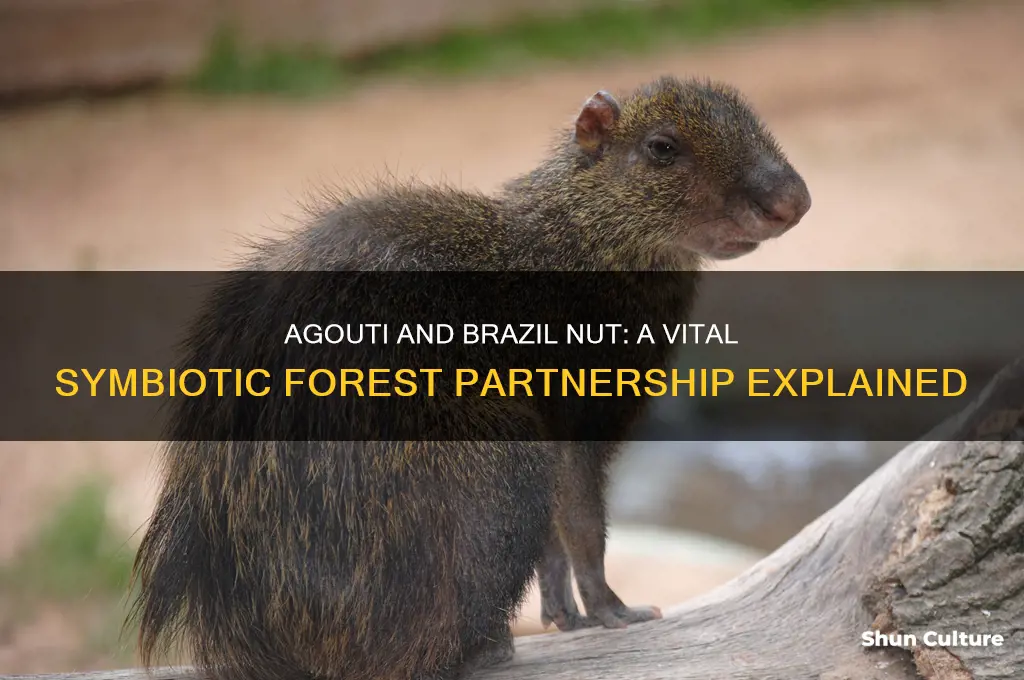 what is the symbiotic relationshipagouti and brazil nut
