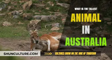 Tallest Aussie Animal: Who Takes the Crown?