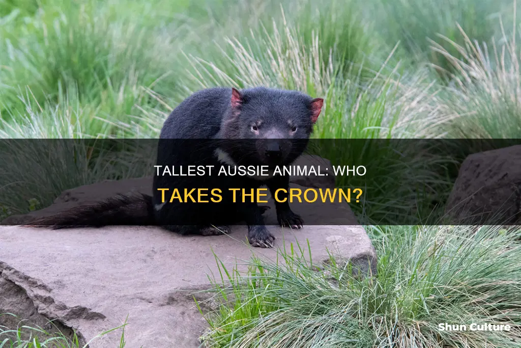 what is the tallest animal in australia