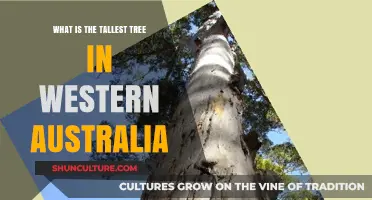 The Tallest Tree in Western Australia: A Natural Wonder