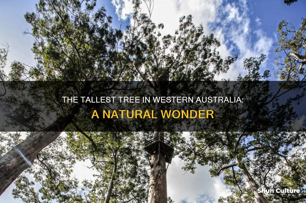 what is the tallest tree in western australia