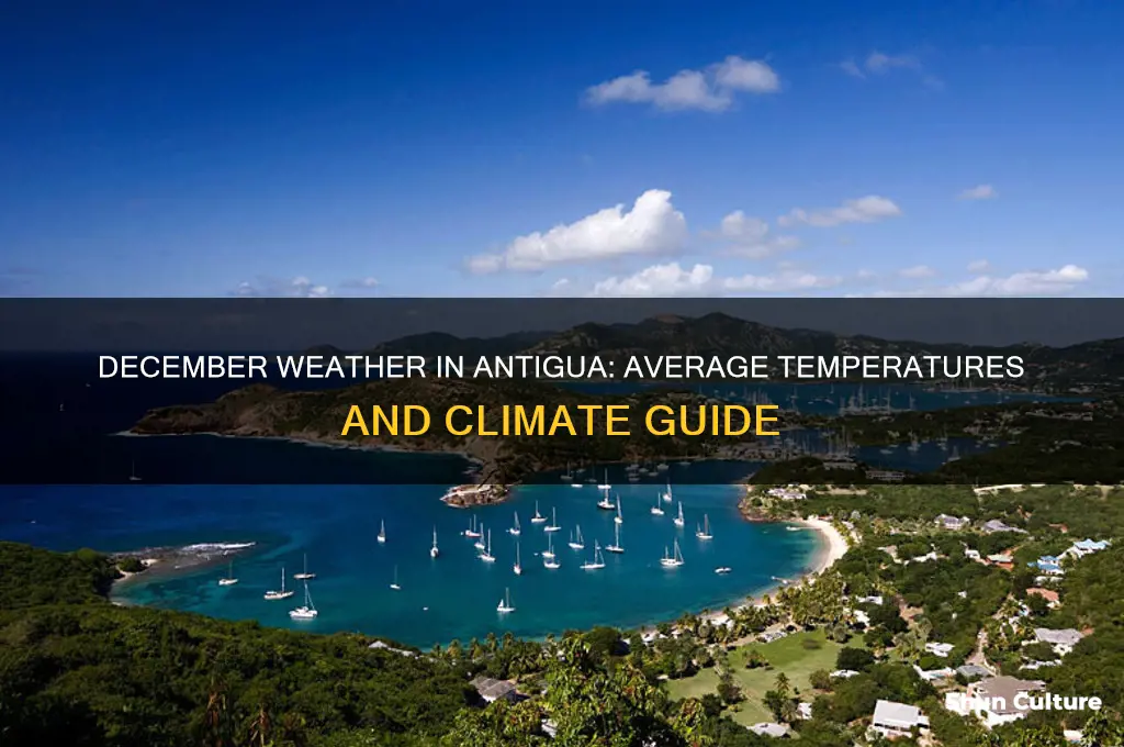 what is the temperature in antigua in december