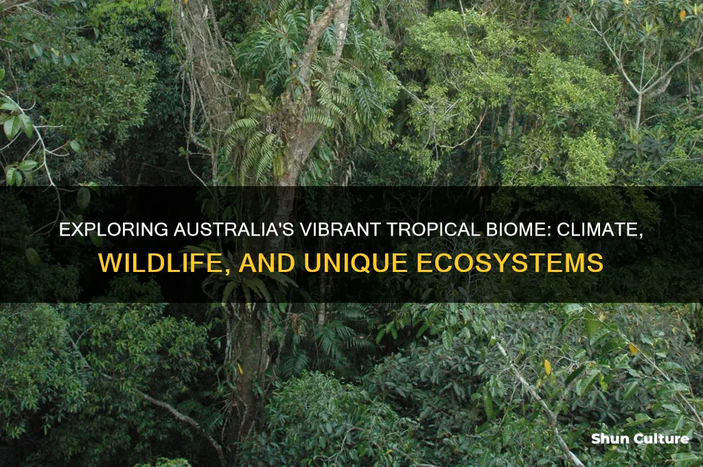 what is the tropical biome of australia like