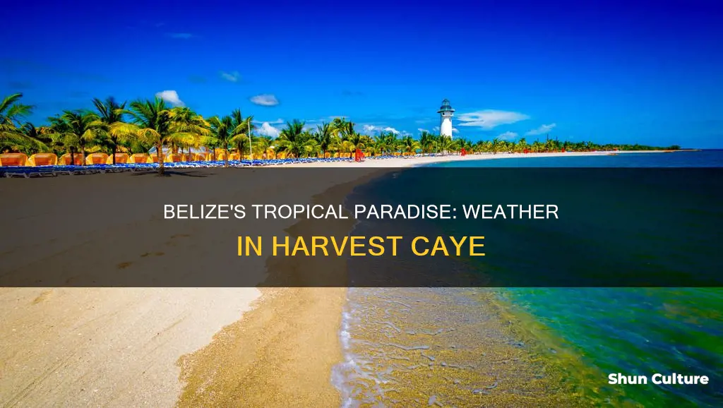 what is the weather in harvest caye belize