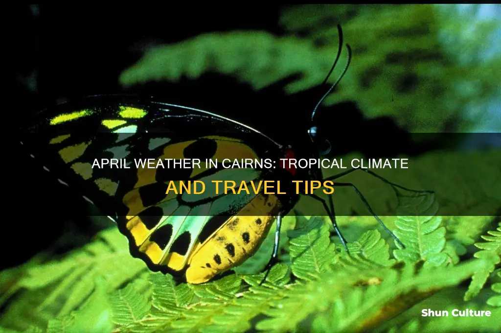 what is the weather like in cairns australia in april