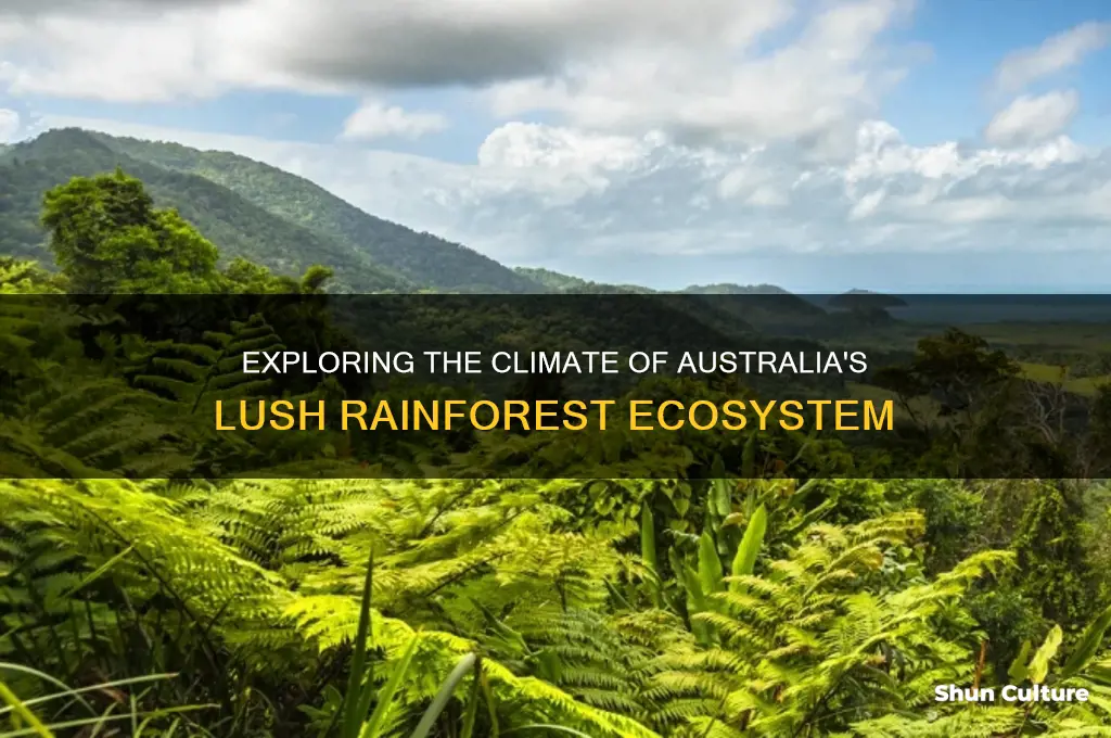 what is the weather like in the australian rainforest