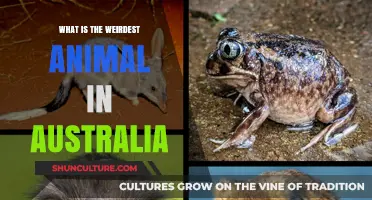 Unusual Aussie Animals: Nature's Oddities Down Under