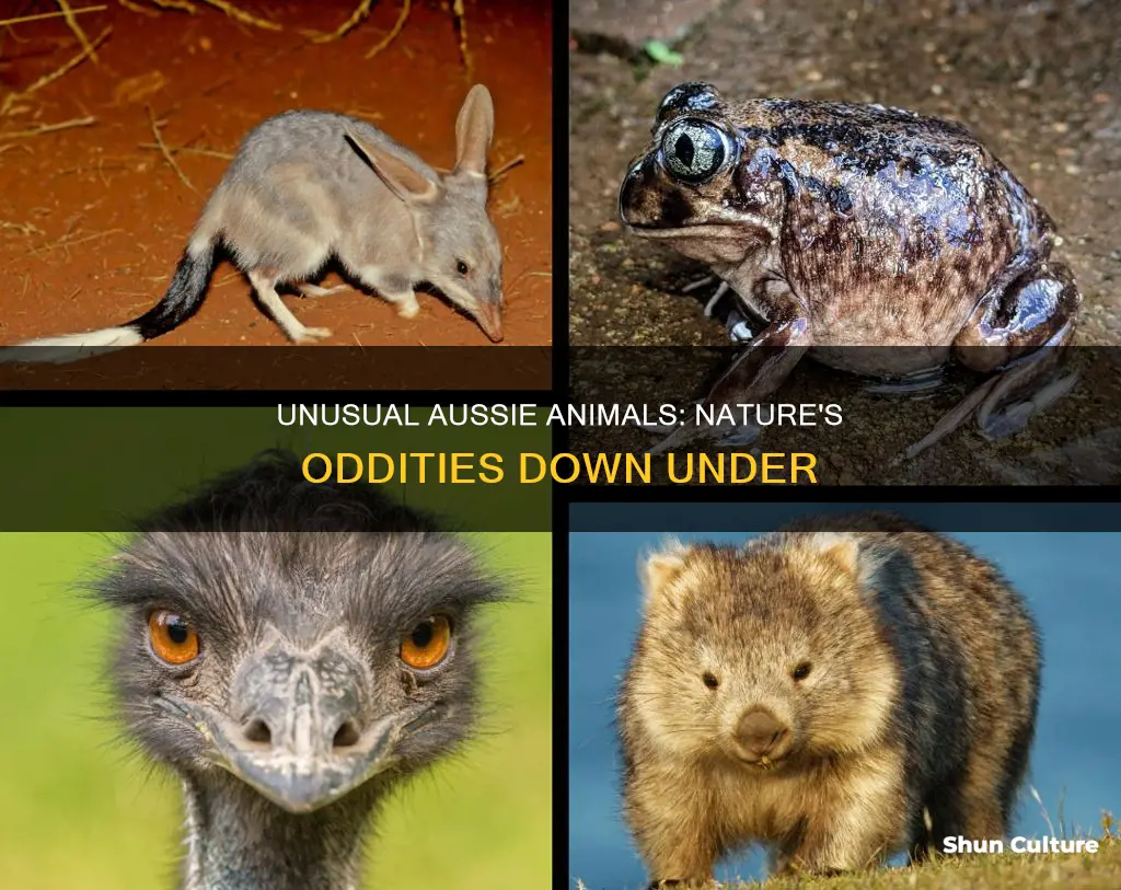 what is the weirdest animal in australia
