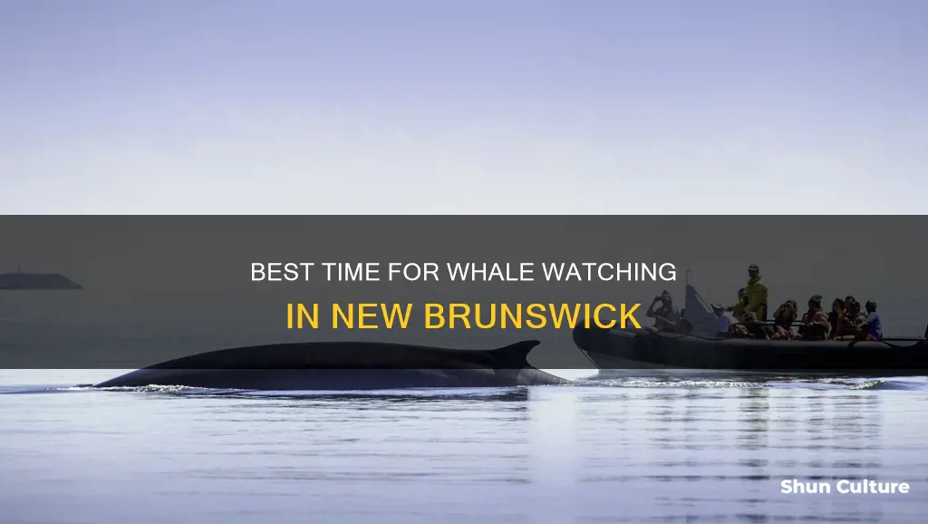 what is the whale watching season in new brunswick canada