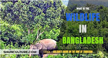 Exploring Bangladesh's Diverse Wildlife: Habitats, Species, and Conservation Efforts