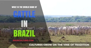 Brazil's Cattle Industry: Global Ranking and Economic Impact Revealed