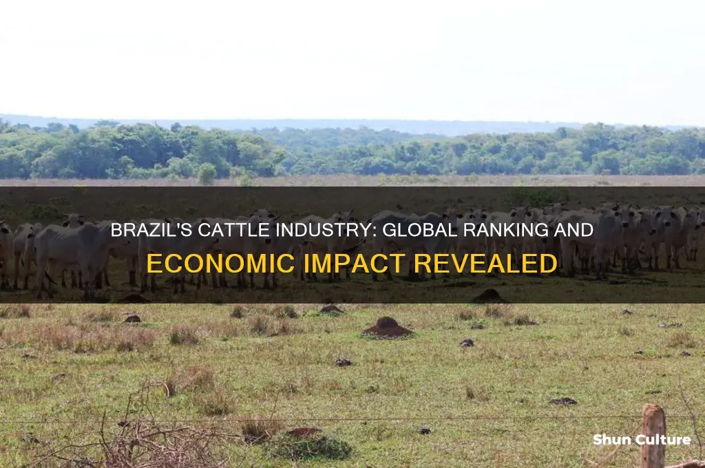 what is the world rank of cattle in brazil