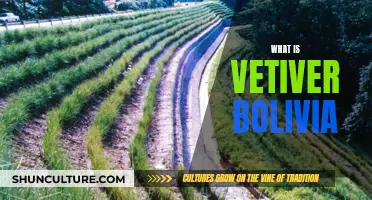 Exploring Vetiver: The Scent of Bolivia