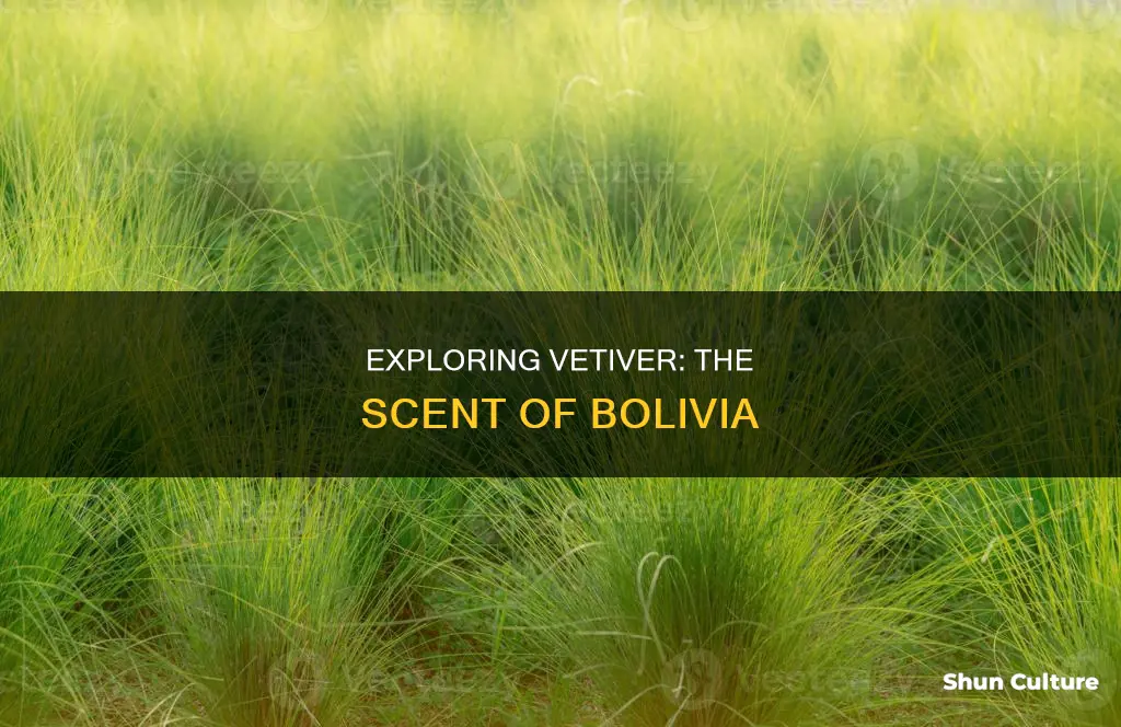 what is vetiver bolivia