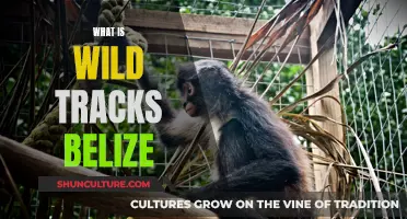 Wild Tracks Belize: Exploring Nature's Beauty
