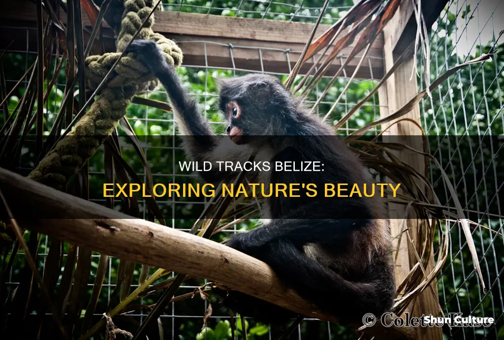 what is wild tracks belize