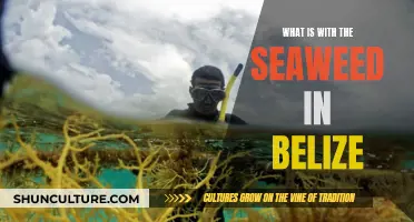 Belize Seaweed Mystery