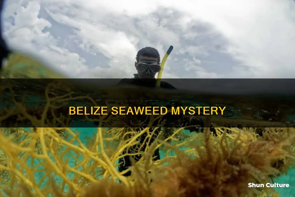 what is with the seaweed in belize