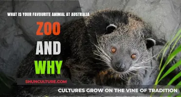 Exploring Australia Zoo: My Favorite Animal Adventure