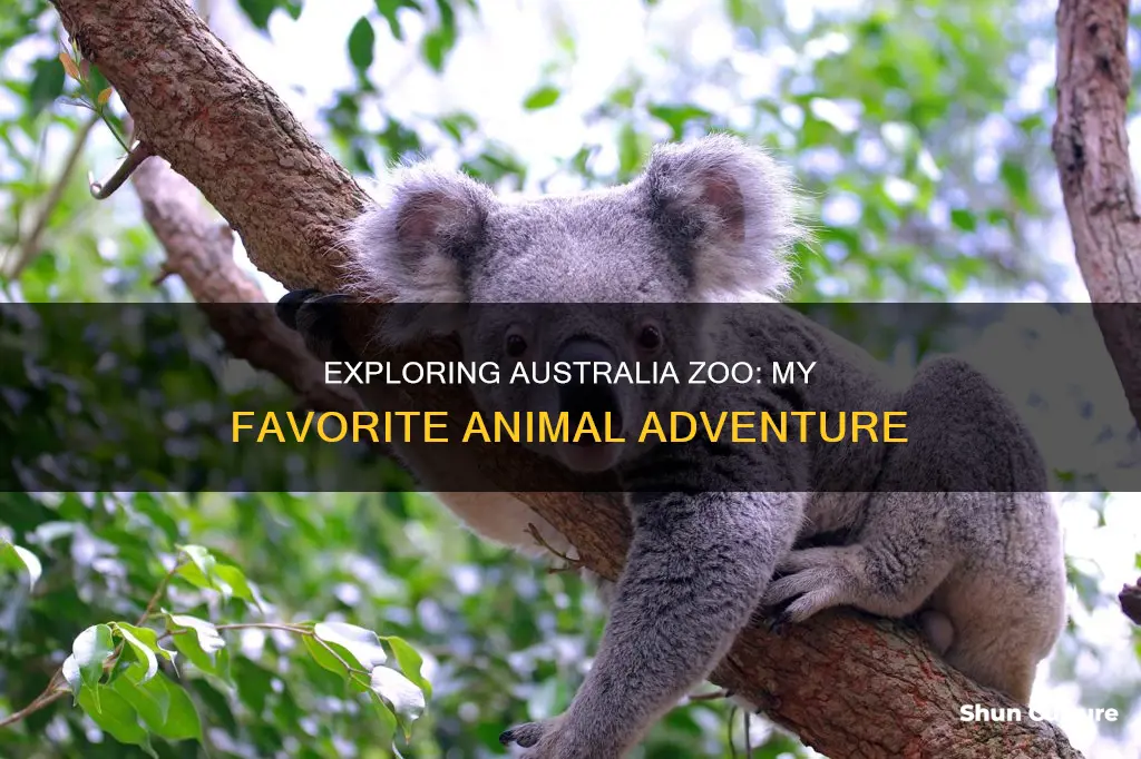 what is your favourite animal at australia zoo and why