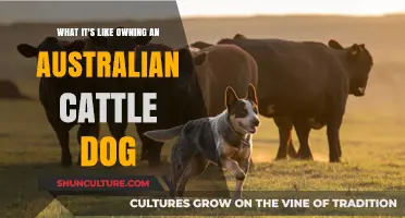 Life with an Australian Cattle Dog: Energy, Loyalty, and Endless Fun