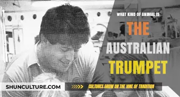 Trumpet Marine Life: Australia's Unique Animal
