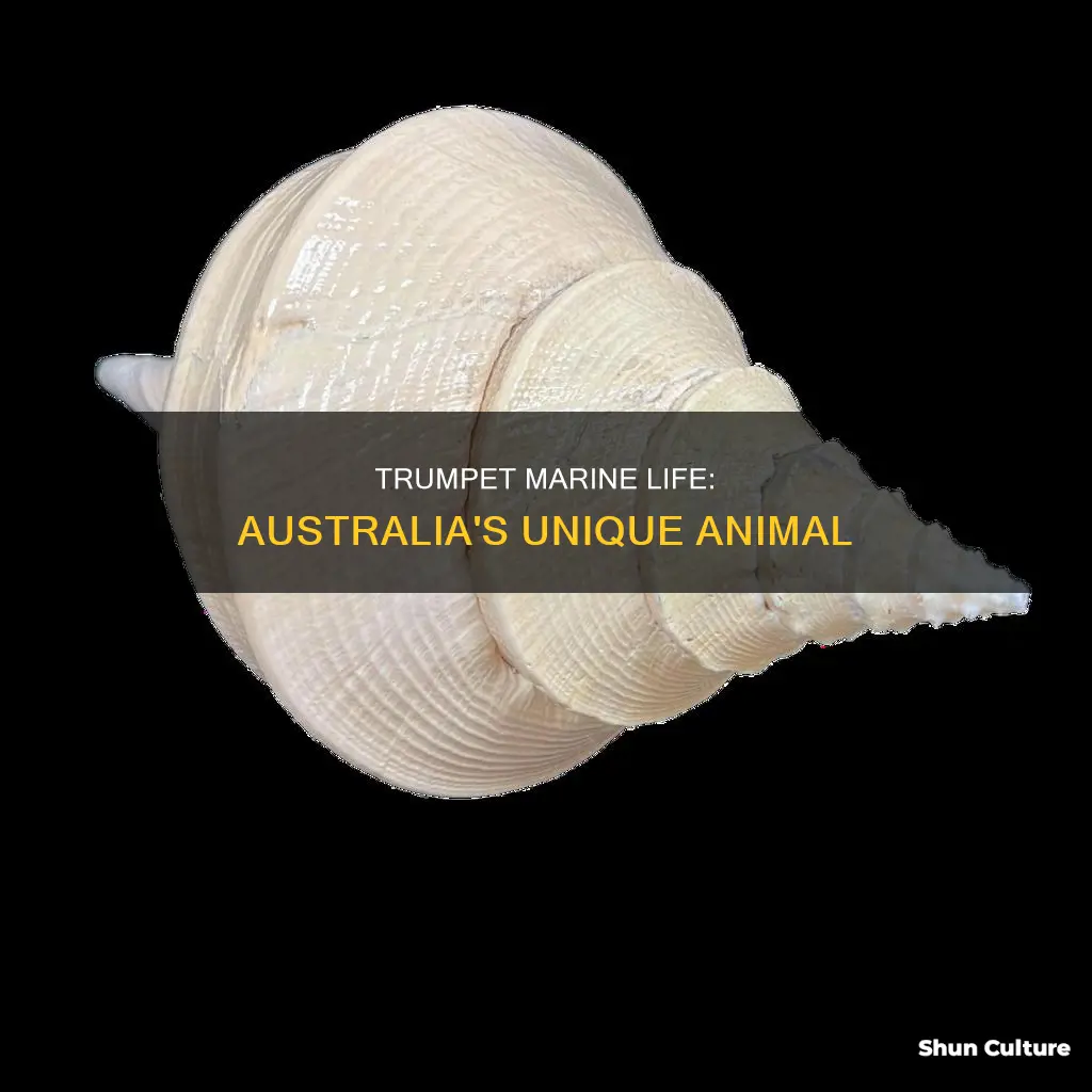 what kind of animal is the australian trumpet
