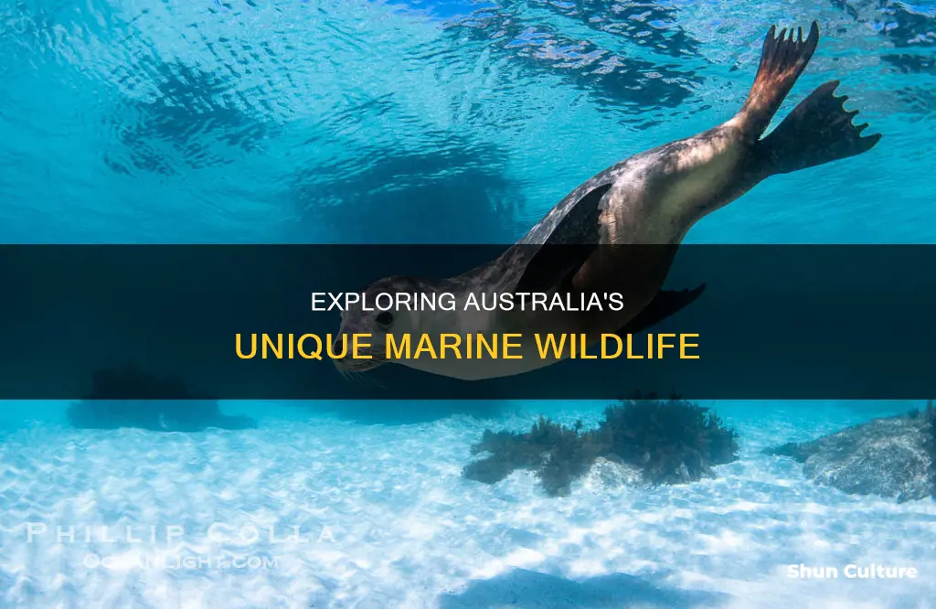 what kind of animals are in australian waters