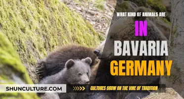 Exploring Bavaria's Wildlife: A German Adventure