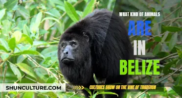 Belize's Wildlife: A Tropical Haven