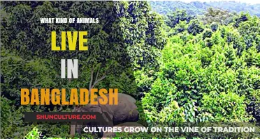Discover Bangladesh's Diverse Wildlife: Animals Thriving in Its Unique Habitats
