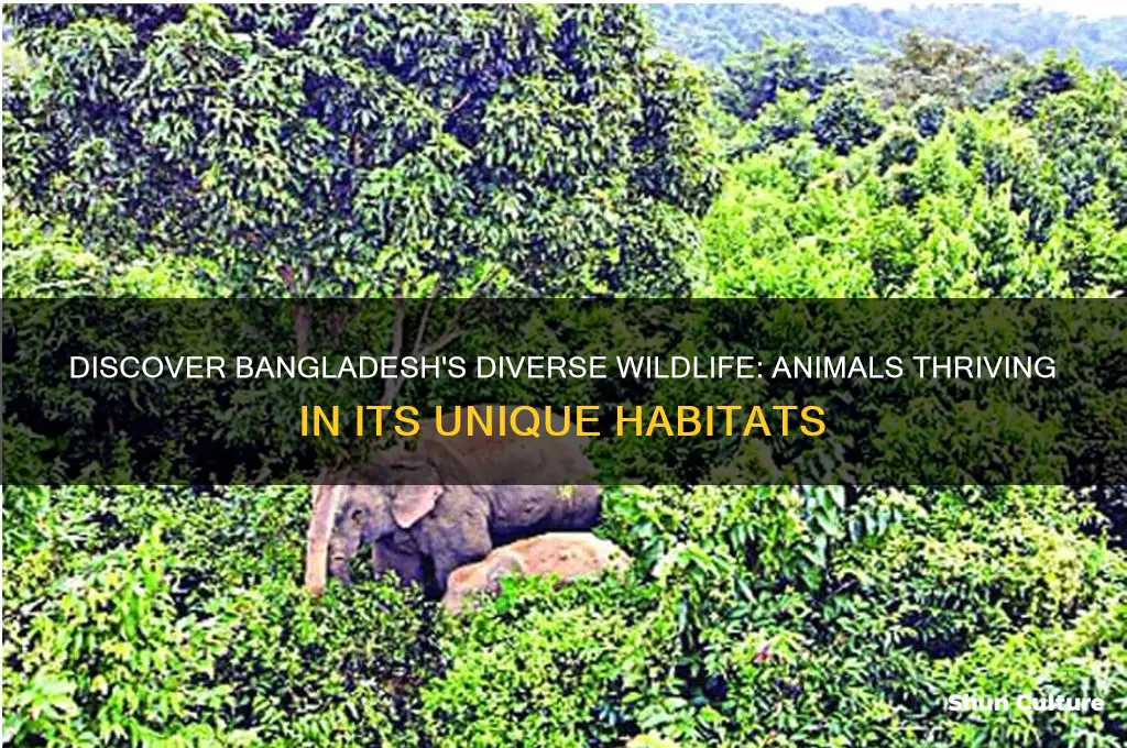 what kind of animals live in bangladesh