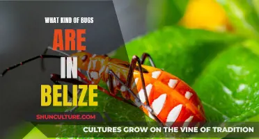 Bugs in Belize: A Guide