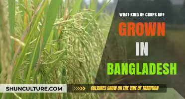 Exploring Bangladesh's Diverse Crops: Rice, Jute, and Beyond