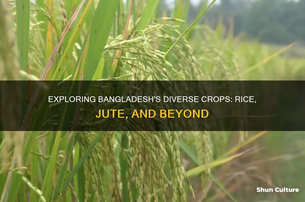 what kind of crops are grown in bangladesh