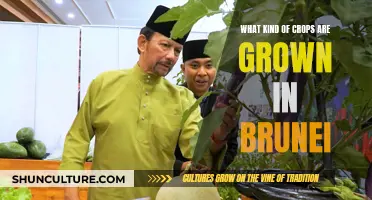 Brunei's Agricultural Abundance: Exploring Local Crop Varieties