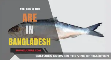 Discover Bangladesh's Diverse Fish Species: A Comprehensive Aquatic Guide