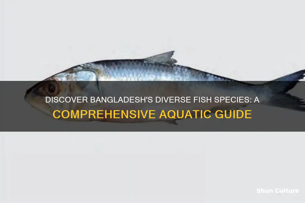what kind of fish are in bangladesh