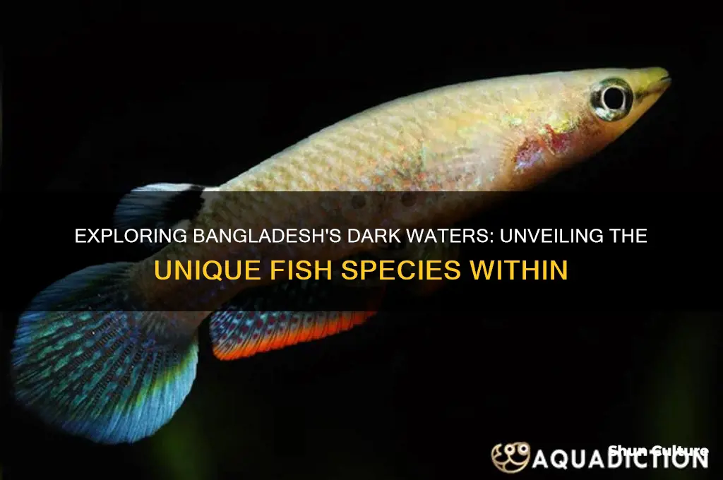 what kind of fish are in dark bangladesh