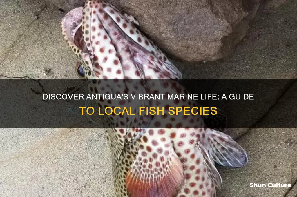 what kind of fish do they have in antigua