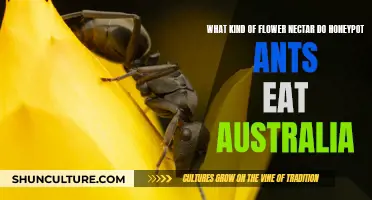 Honeypot Ants' Favorite Flower Nectars in Australia