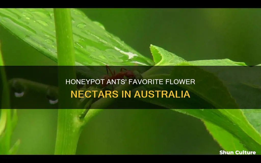 what kind of flower nectar do honeypot ants eat australia