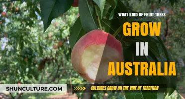 Fruit Trees in Australia: What Grows Down Under?