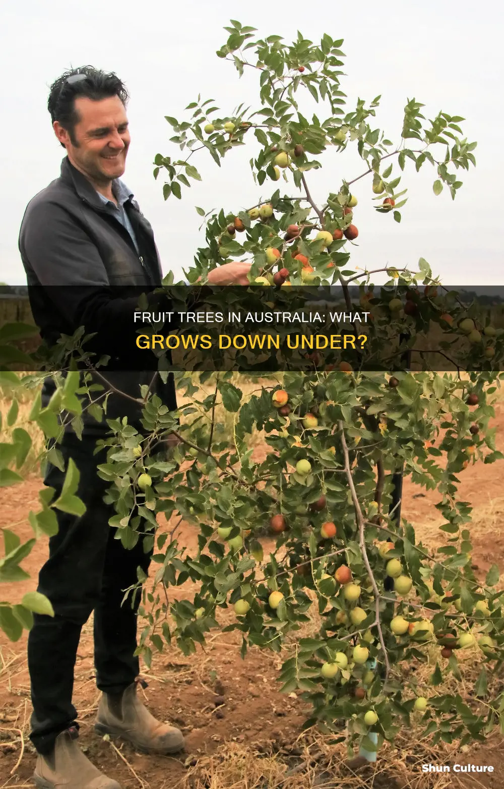 what kind of fruit trees grow in australia