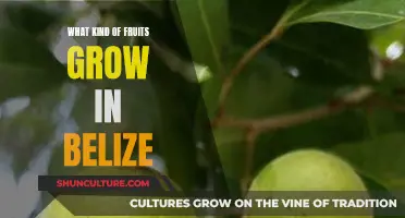 Belize's Tropical Fruits