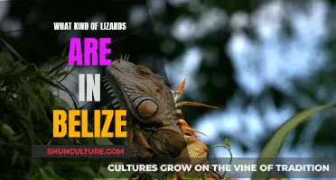 Belize's Diverse Lizard Population